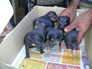 Cachorro raça Mest. Fox idade Abaixo de 2 meses nome Novinhos