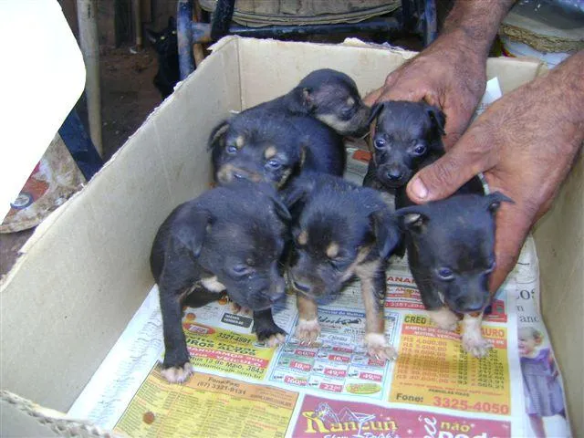 Cachorro ra a Mest. Fox idade Abaixo de 2 meses nome Novinhos