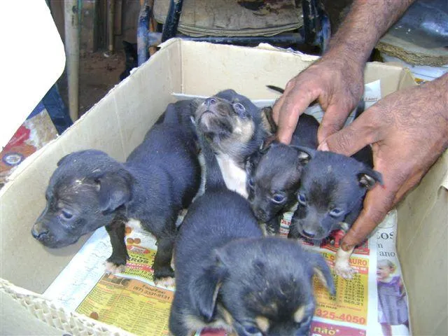 Cachorro ra a Mest. Fox idade Abaixo de 2 meses nome Novinhos