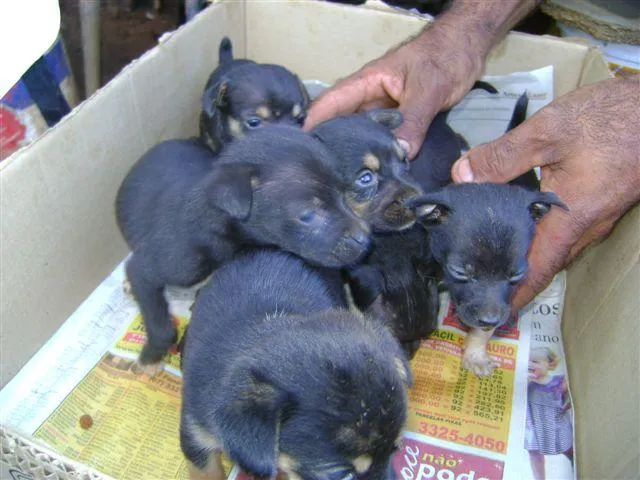 Cachorro ra a Mest. Fox idade Abaixo de 2 meses nome Novinhos