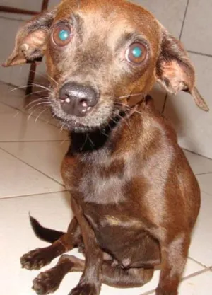 Cachorro raça Mest. Pincher idade 1 ano nome CHOCOLATE DOURADOS-MS