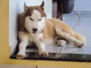 Cachorro raça Rusk Siberiano idade 5 anos nome Raski PURO