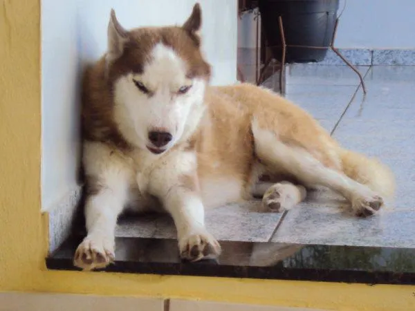 Cachorro ra a Rusk Siberiano idade 5 anos nome Raski PURO