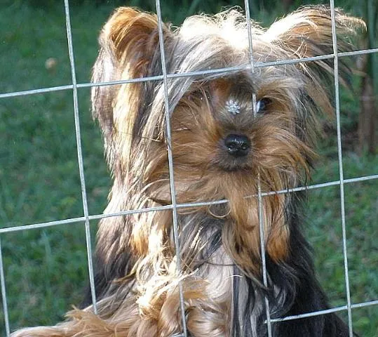 Cachorro ra a York Shire idade 1 ano nome PROCURA e GRATIFICA