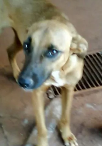 Cachorro ra a SRD idade 1 ano nome Meiga e Amiga