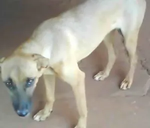 Cachorro raça SRD idade 1 ano nome Meiga e Amiga