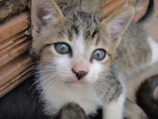 Gato ra a SRD idade Abaixo de 2 meses nome Gatinhos para adoção.