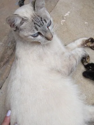 Gato ra a SRD idade Abaixo de 2 meses nome Gatinhos para adoção.