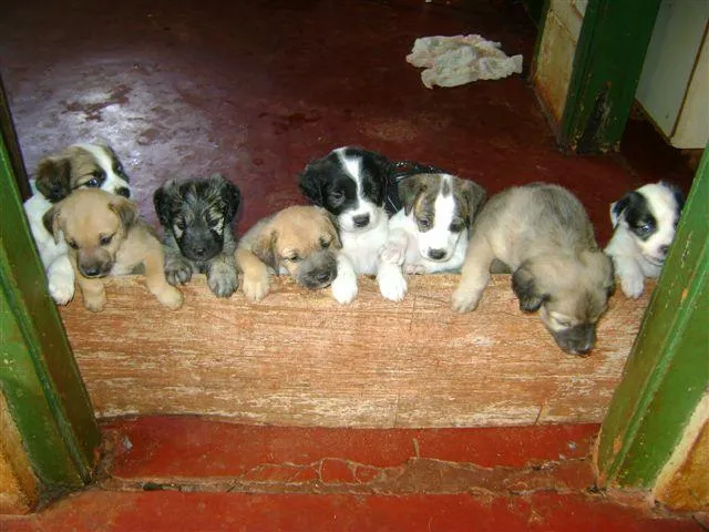 Cachorro ra a Diversas idade 2 a 6 meses nome Pequenos e Grandes 