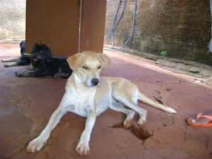 Cachorro raça Diversas idade 2 a 6 meses nome Pequenos e Grandes 