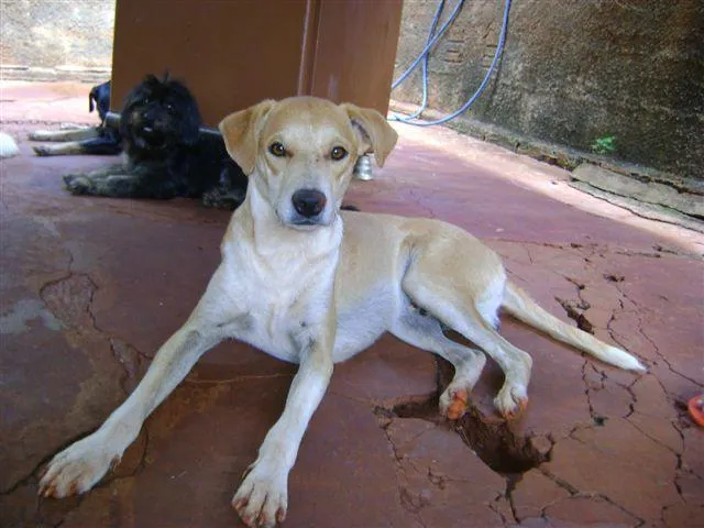 Cachorro ra a Diversas idade 2 a 6 meses nome Pequenos e Grandes 