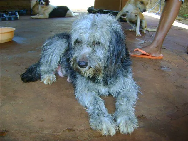 Cachorro ra a Diversas idade 2 a 6 meses nome Pequenos e Grandes 