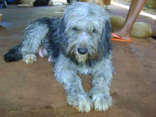 Cachorro ra a Diversas idade 2 a 6 meses nome Pequenos e Grandes 