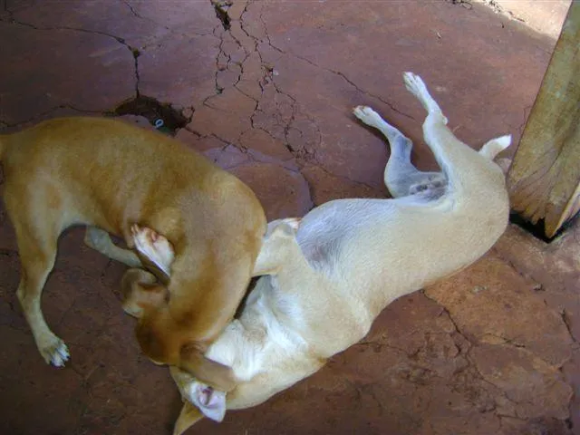 Cachorro ra a Diversas idade 2 a 6 meses nome Pequenos e Grandes 