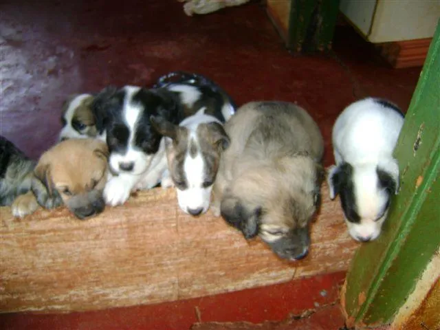 Cachorro ra a Diversas idade 2 a 6 meses nome Pequenos e Grandes 