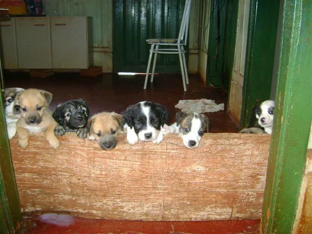 Cachorro ra a Diversas idade 2 a 6 meses nome Pequenos e Grandes 