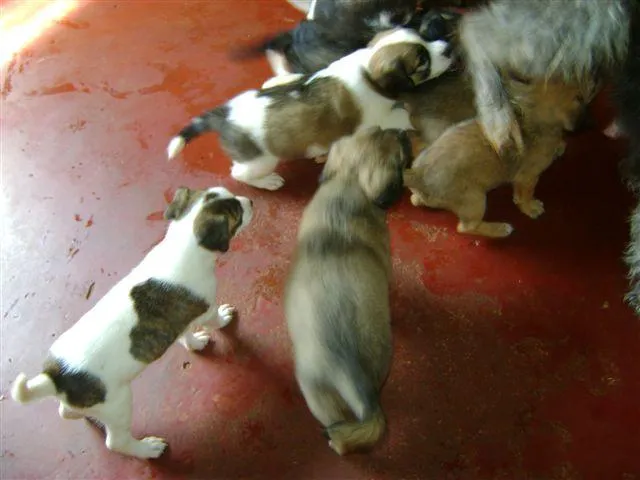 Cachorro ra a Diversas idade 2 a 6 meses nome Pequenos e Grandes 