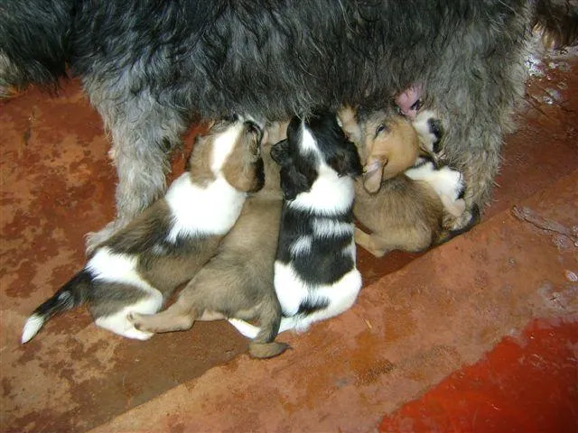 Cachorro ra a Diversas idade 2 a 6 meses nome Pequenos e Grandes 