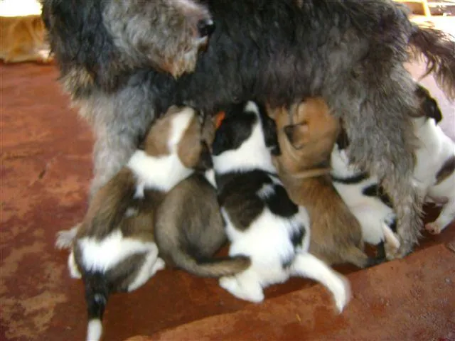 Cachorro ra a Diversas idade 2 a 6 meses nome Pequenos e Grandes 