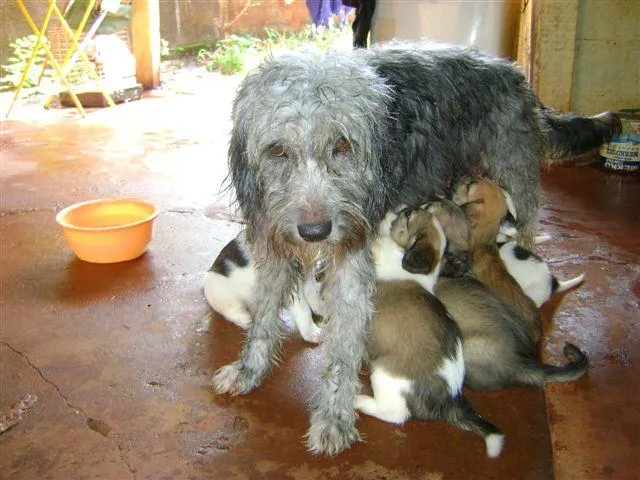 Cachorro ra a Diversas idade 2 a 6 meses nome Pequenos e Grandes 