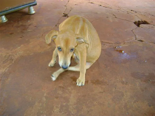 Cachorro ra a Diversas idade 2 a 6 meses nome Pequenos e Grandes 