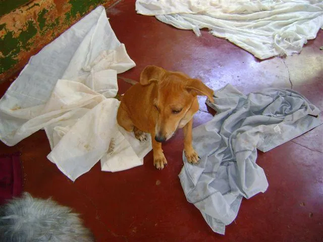 Cachorro ra a Diversas idade 2 a 6 meses nome Pequenos e Grandes 