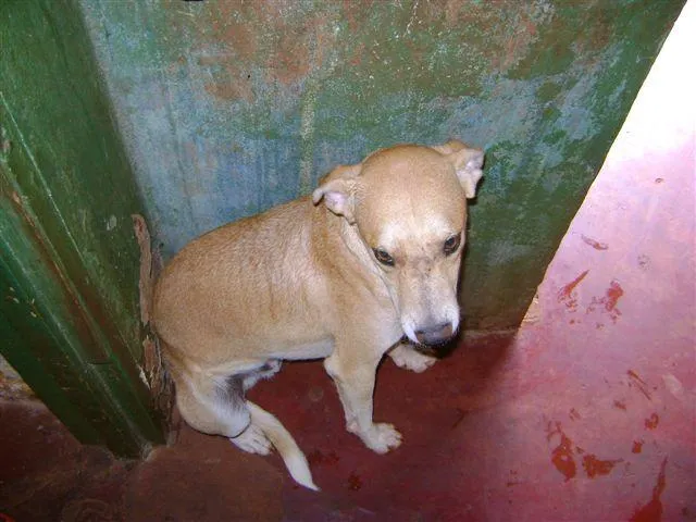 Cachorro ra a Diversas idade 2 a 6 meses nome Pequenos e Grandes 