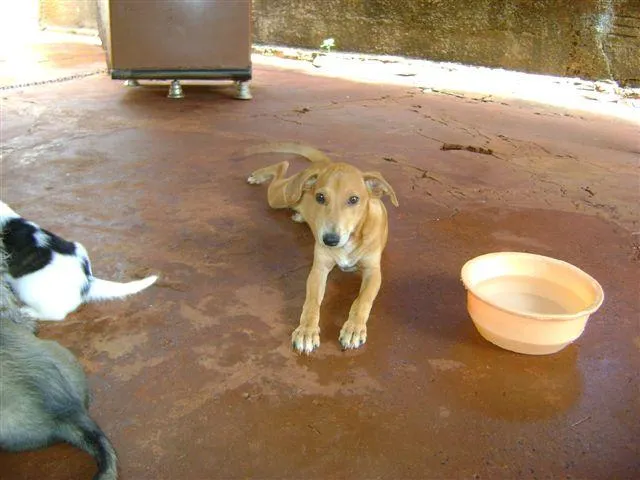 Cachorro ra a Diversas idade 2 a 6 meses nome Pequenos e Grandes 