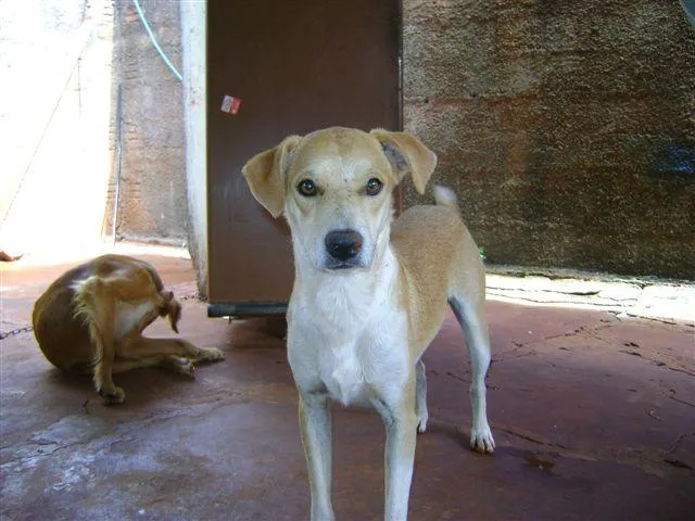 Cachorro ra a Diversas idade 2 a 6 meses nome Pequenos e Grandes 