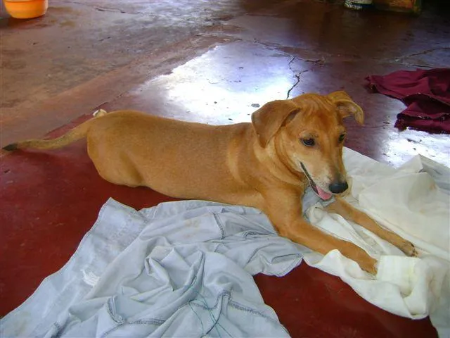 Cachorro ra a Diversas idade 2 a 6 meses nome Pequenos e Grandes 