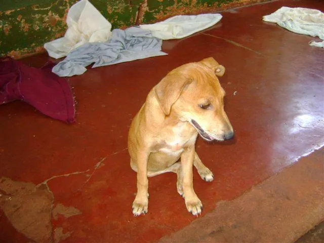 Cachorro ra a Diversas idade 2 a 6 meses nome Pequenos e Grandes 