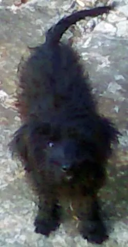 Cachorro ra a Mest. Poodle idade 2 a 6 meses nome PROCURO 1 Dono