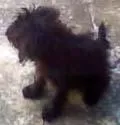 Cachorro ra a Mest. Poodle idade 2 a 6 meses nome PROCURO 1 Dono