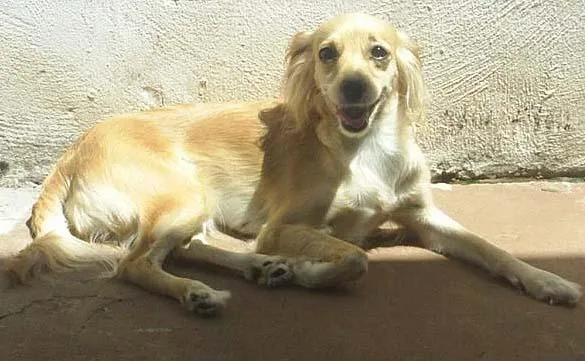 Cachorro ra a Mest Poodle idade 5 anos nome Procuro e GRATIFICO