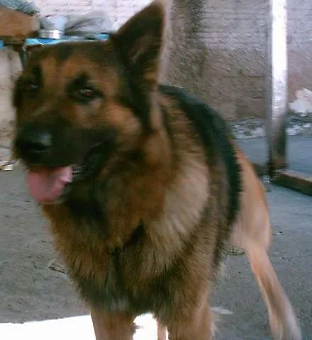 Cachorro ra a Pastor idade 2 anos nome Rex