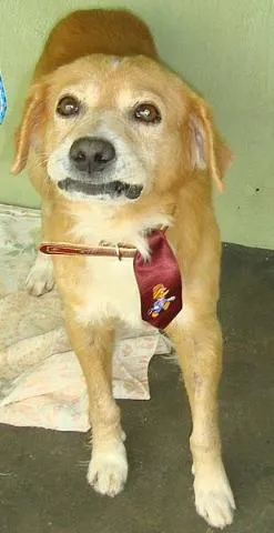 Cachorro raça SRD idade 1 ano nome Super Dócil