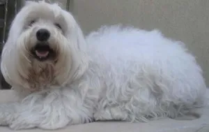 Cachorro raça Lhasa Apso idade 1 ano nome Encontrado