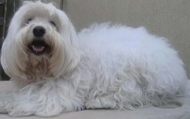 Cachorro ra a Lhasa Apso idade 1 ano nome Encontrado