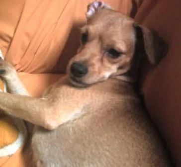 Cachorro ra a Pincher idade 2 anos nome Melzinha