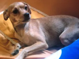 Cachorro raça Pincher idade 2 anos nome Melzinha