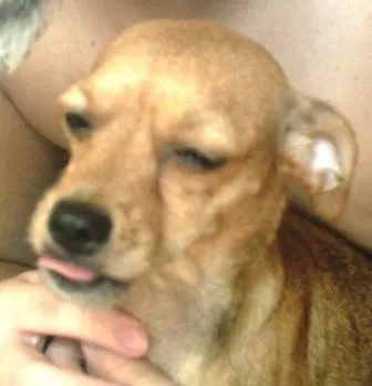 Cachorro ra a Pincher idade 2 anos nome Melzinha