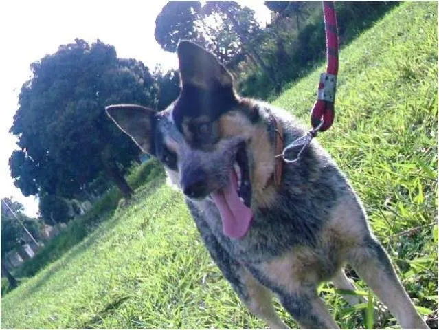 Cachorro ra a BLUE HELLER idade 1 ano nome Procuro e RECOMPENSO