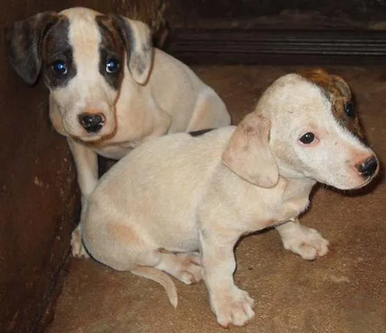 Cachorro ra a SRD idade 1 ano nome Cães CCZ Dourados-MS