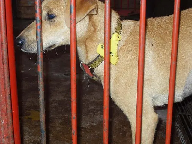 Cachorro ra a SRD idade 1 ano nome Cães CCZ Dourados-MS