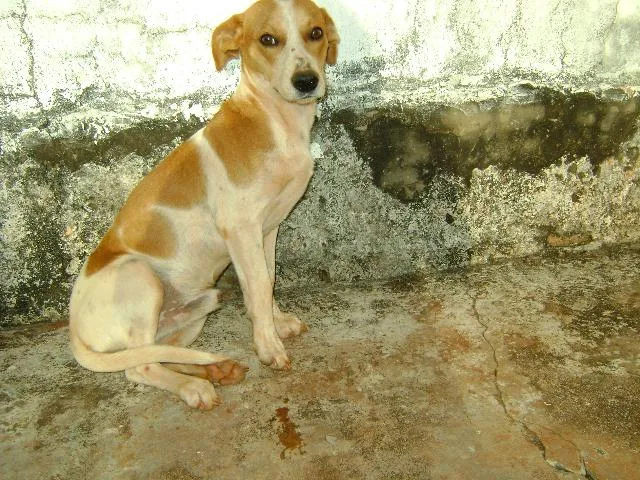 Cachorro ra a Indefinida idade 7 a 11 meses nome pêpê