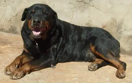 Cachorro ra a Rotvailer idade 1 ano nome BEBEZAO Lindo