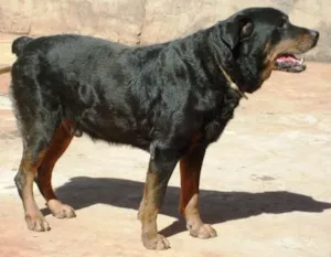 Cachorro raça Rotvailer idade 1 ano nome BEBEZAO Lindo