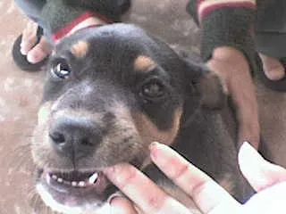 Cachorro ra a SRD idade 2 a 6 meses nome Novinho Thomas URGENTE