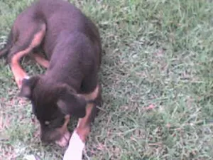 Cachorro raça SRD idade 2 a 6 meses nome Novinho Thomas URGENTE