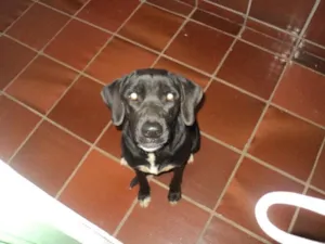 Cachorro raça Labradora idade 1 ano nome Sem nome - 1174